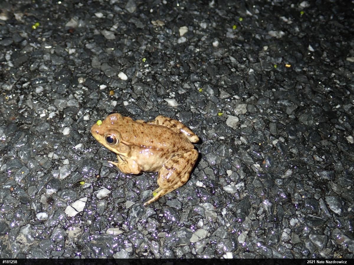 Green Frog