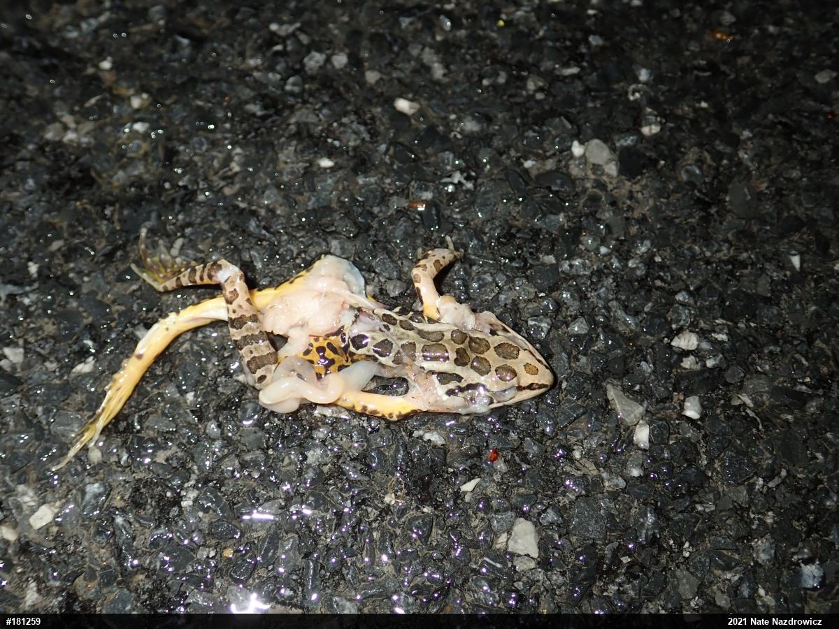 Pickerel Frog