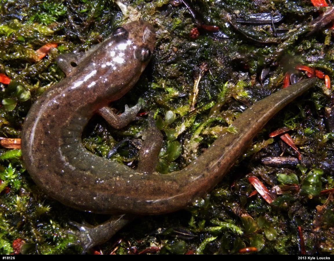Northern Dusky Salamander