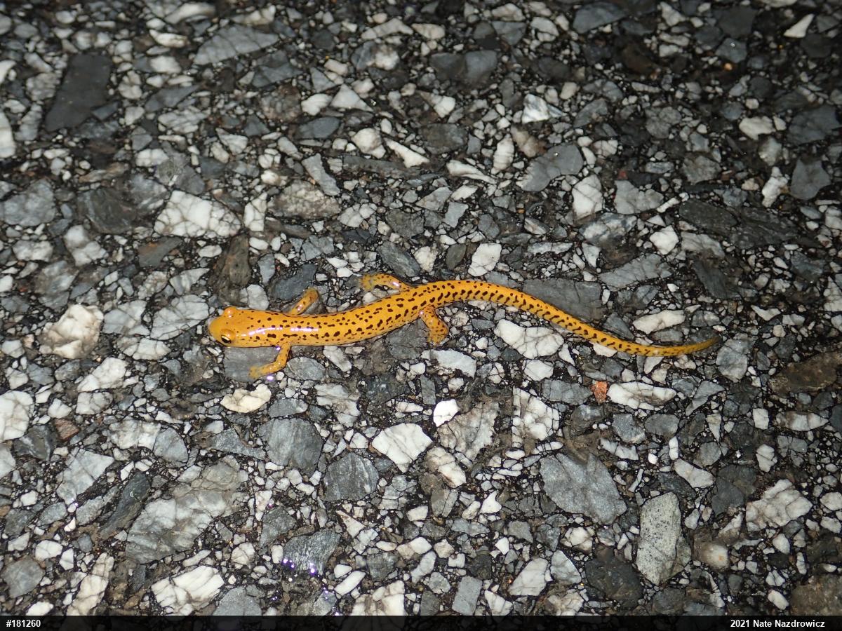 Eastern Long-tailed Salamander