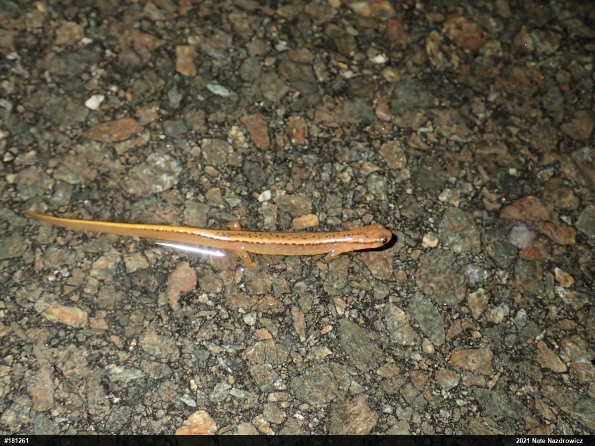 Northern Two-lined Salamander