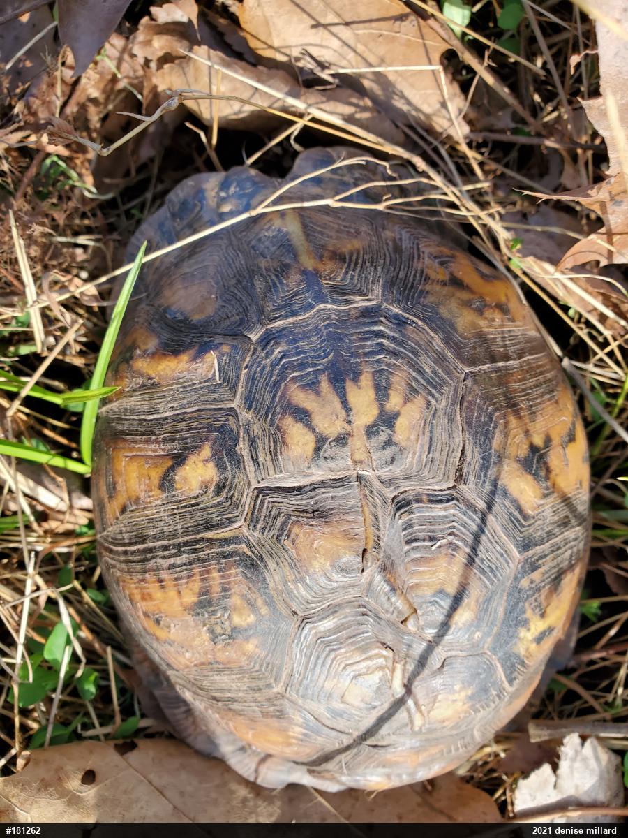 Eastern Box Turtle