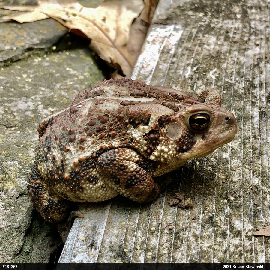 Eastern American Toad