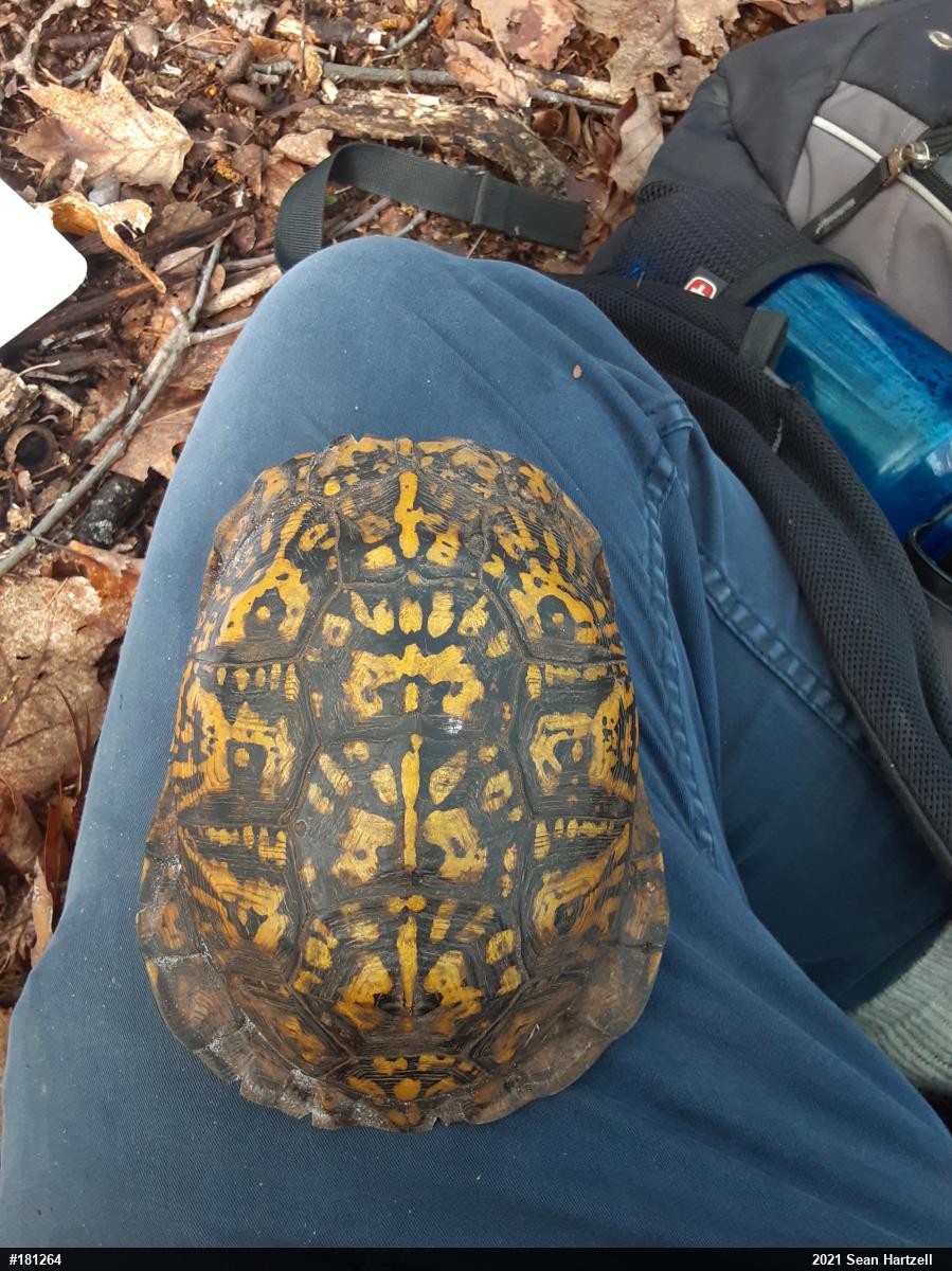 Eastern Box Turtle