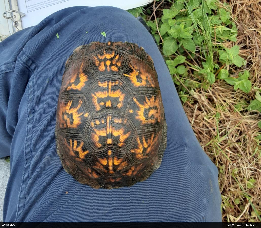 Eastern Box Turtle