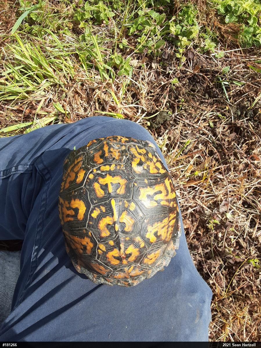 Eastern Box Turtle
