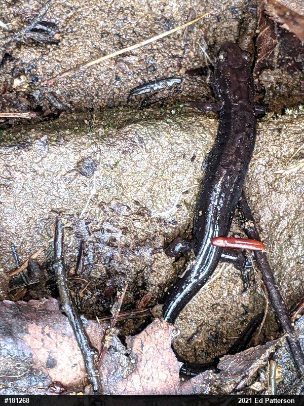 Allegheny Mountain Dusky Salamander