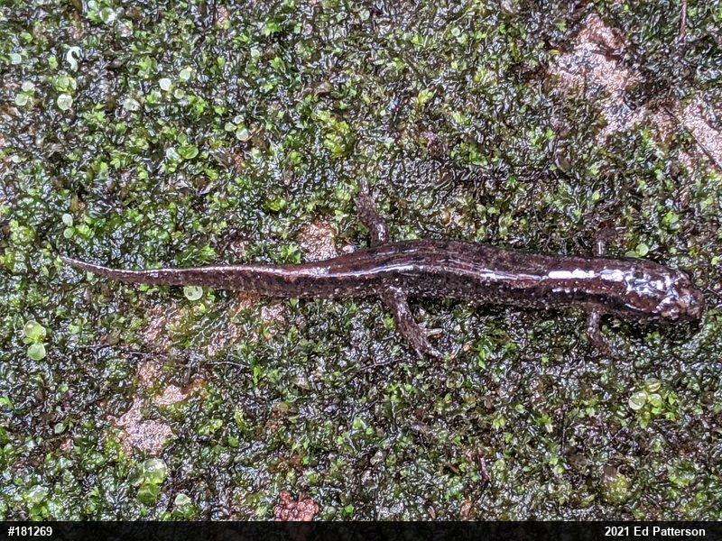 Northern Dusky Salamander