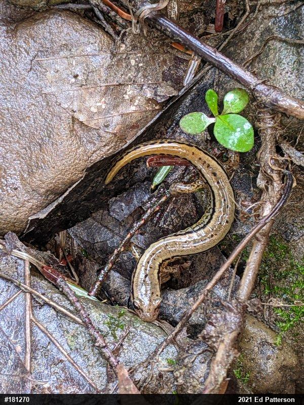 Northern Two-lined Salamander