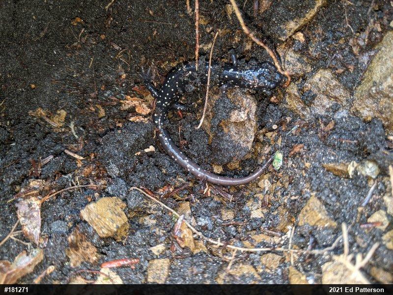 Northern Slimy Salamander