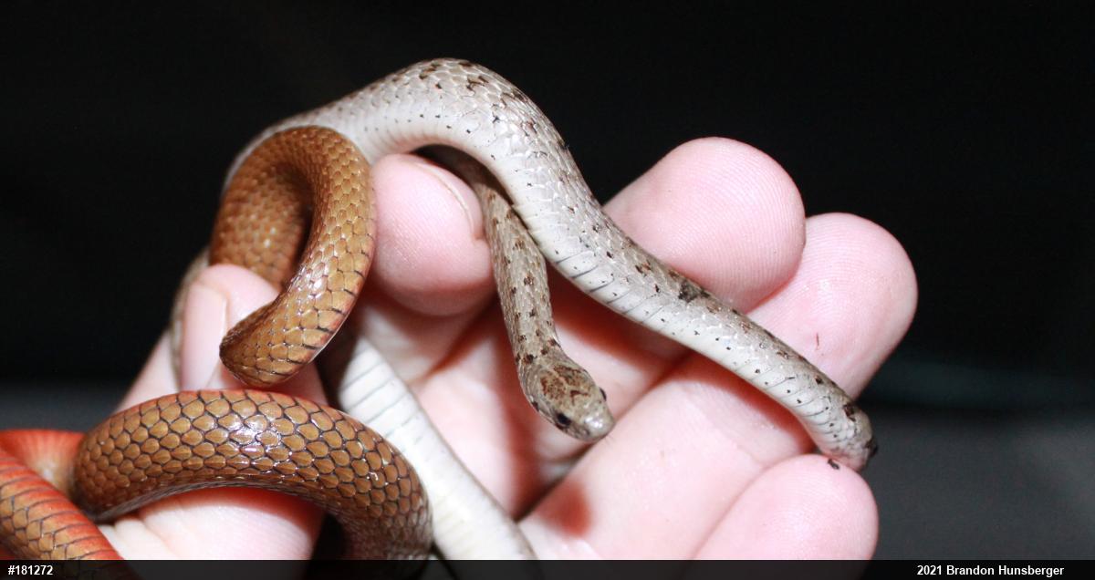 Dekay's Brownsnake