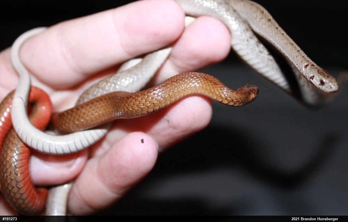 Red-bellied Snake