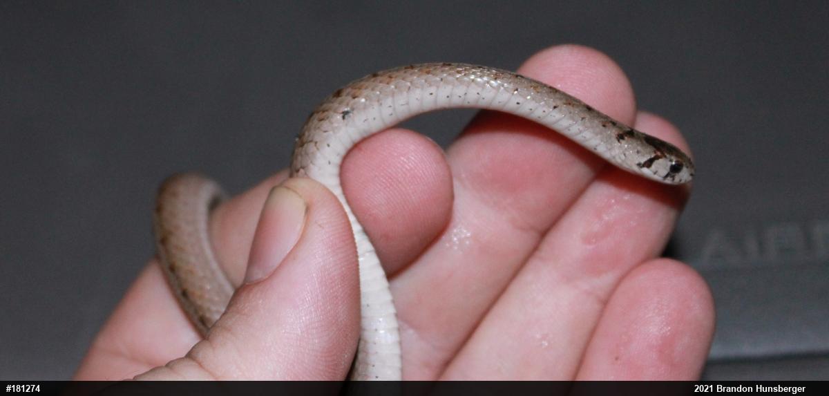 Dekay's Brownsnake