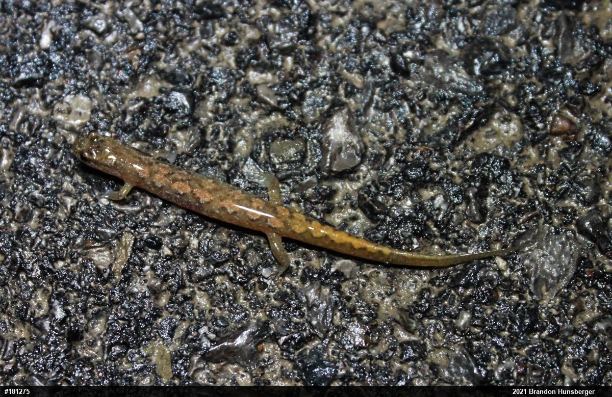 Northern Dusky Salamander