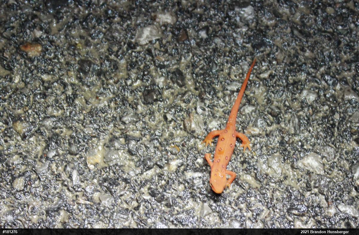 Red-spotted Newt