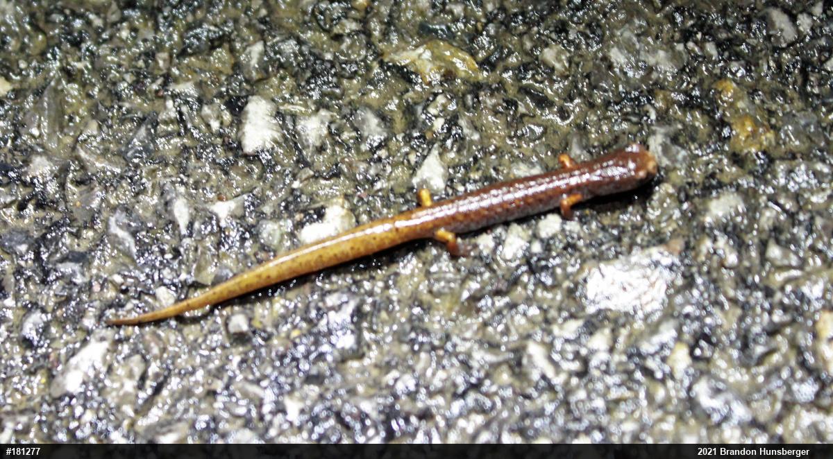 Four-toed Salamander