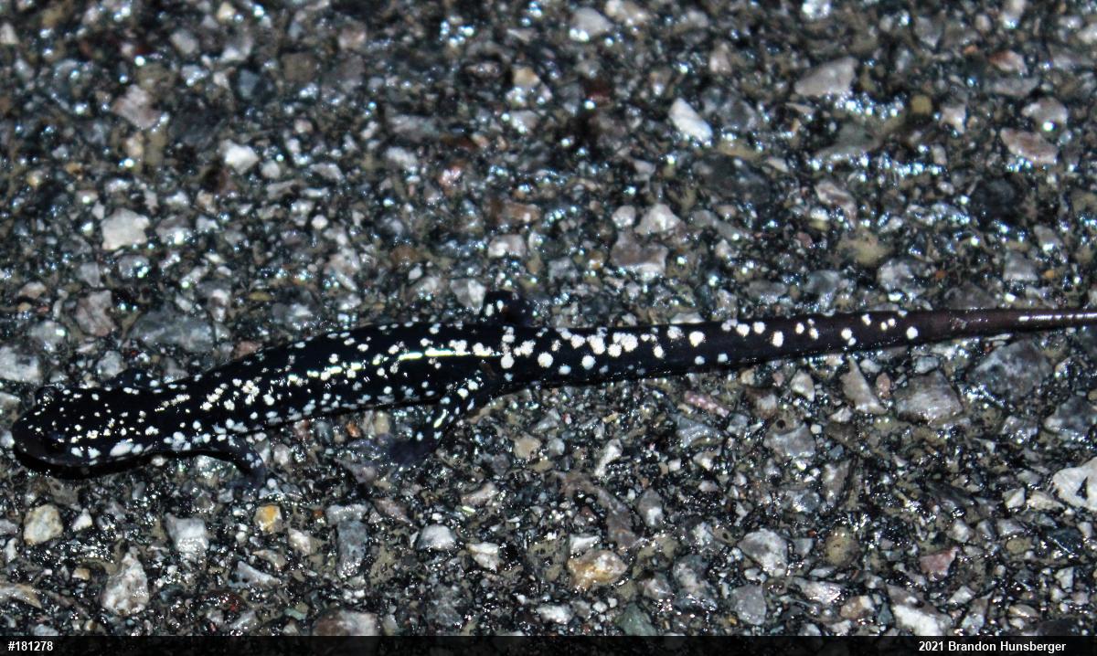 Northern Slimy Salamander