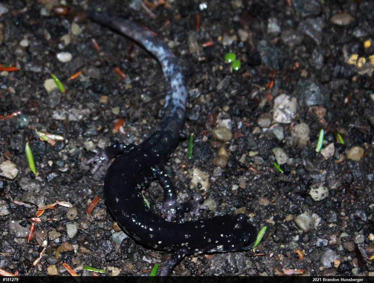 Northern Slimy Salamander