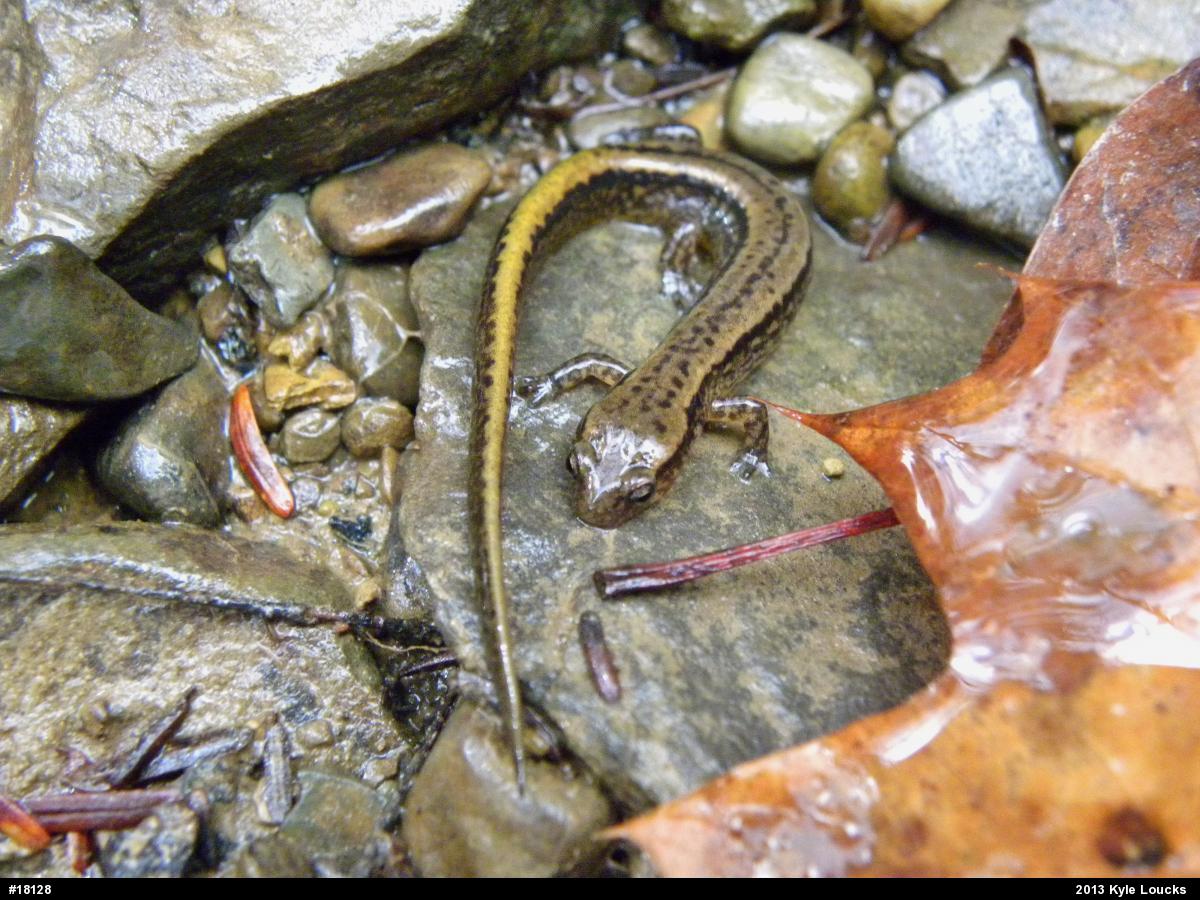 Northern Two-lined Salamander