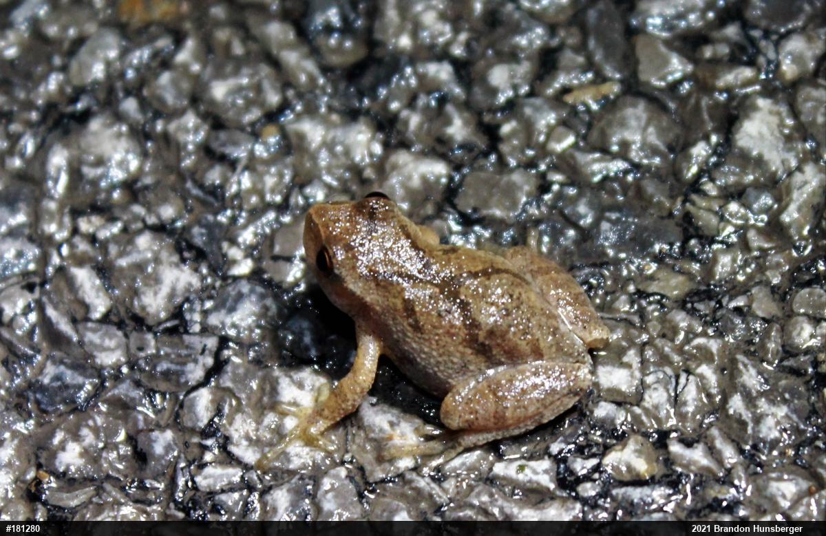 Spring Peeper