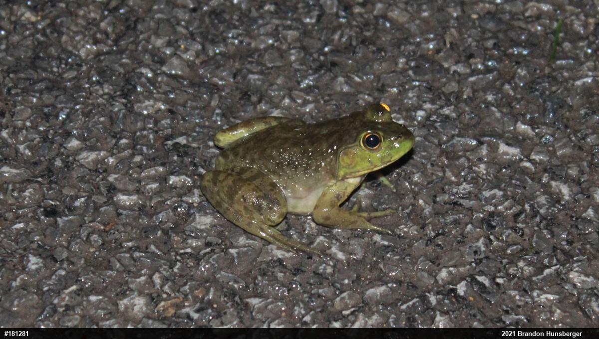American Bullfrog