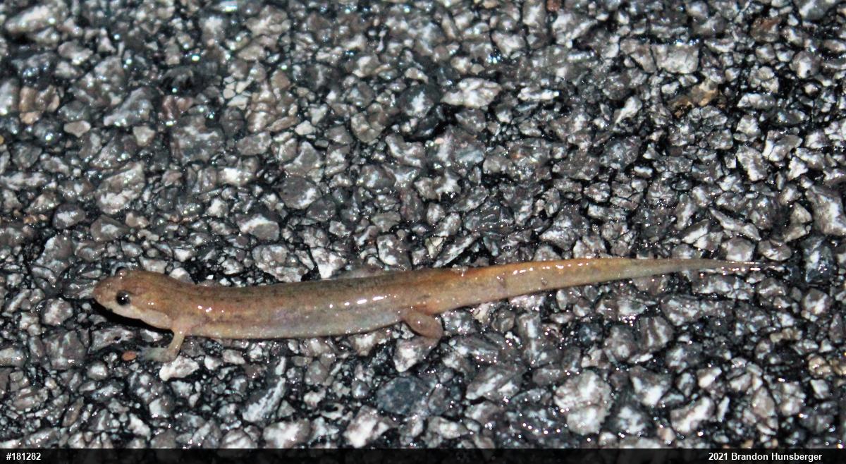Northern Dusky Salamander