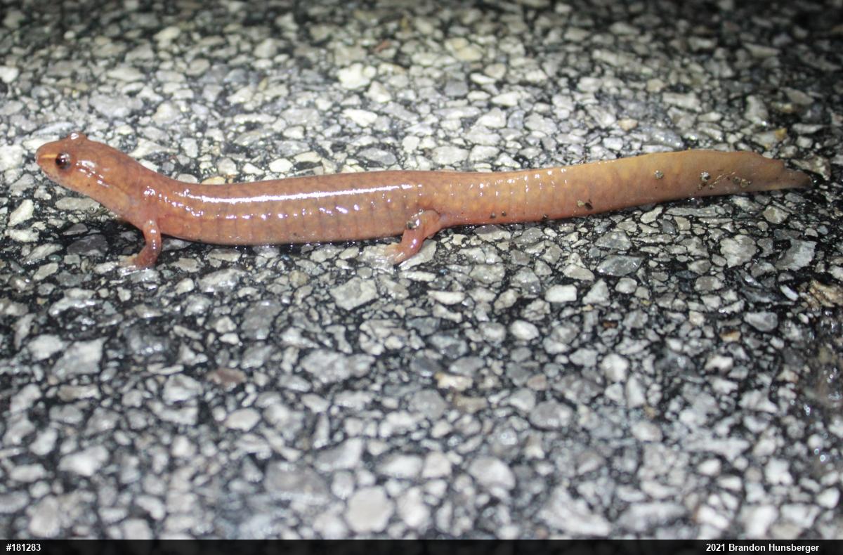 Northern Spring Salamander