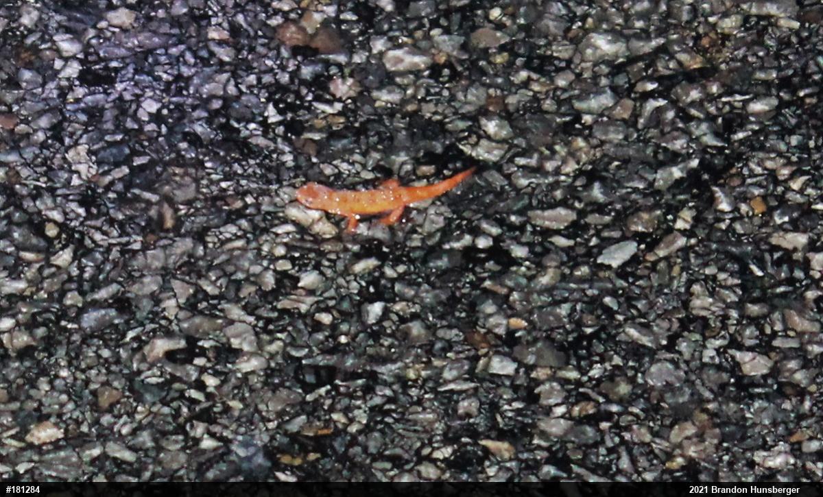 Red-spotted Newt