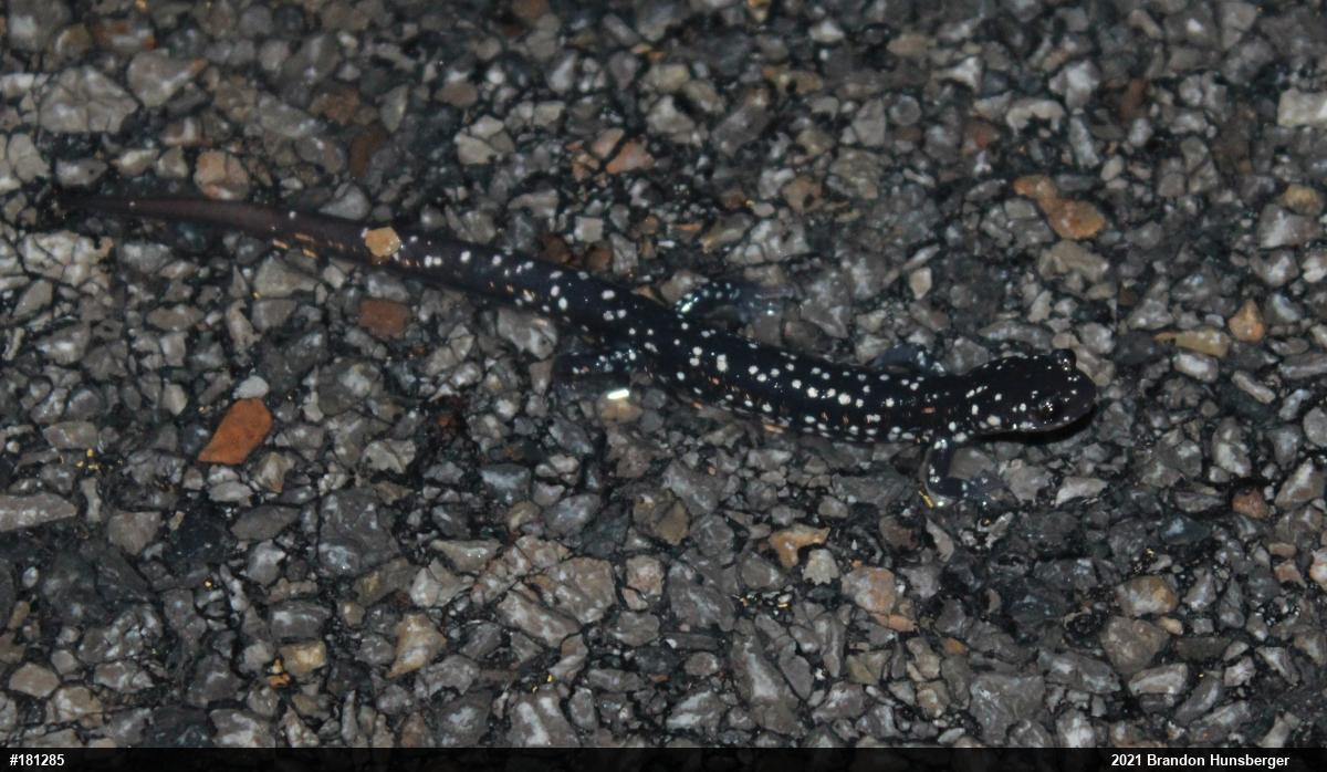 Northern Slimy Salamander