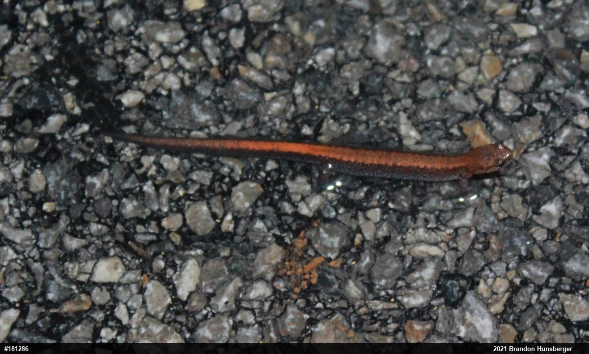 Eastern Red-backed  Salamander
