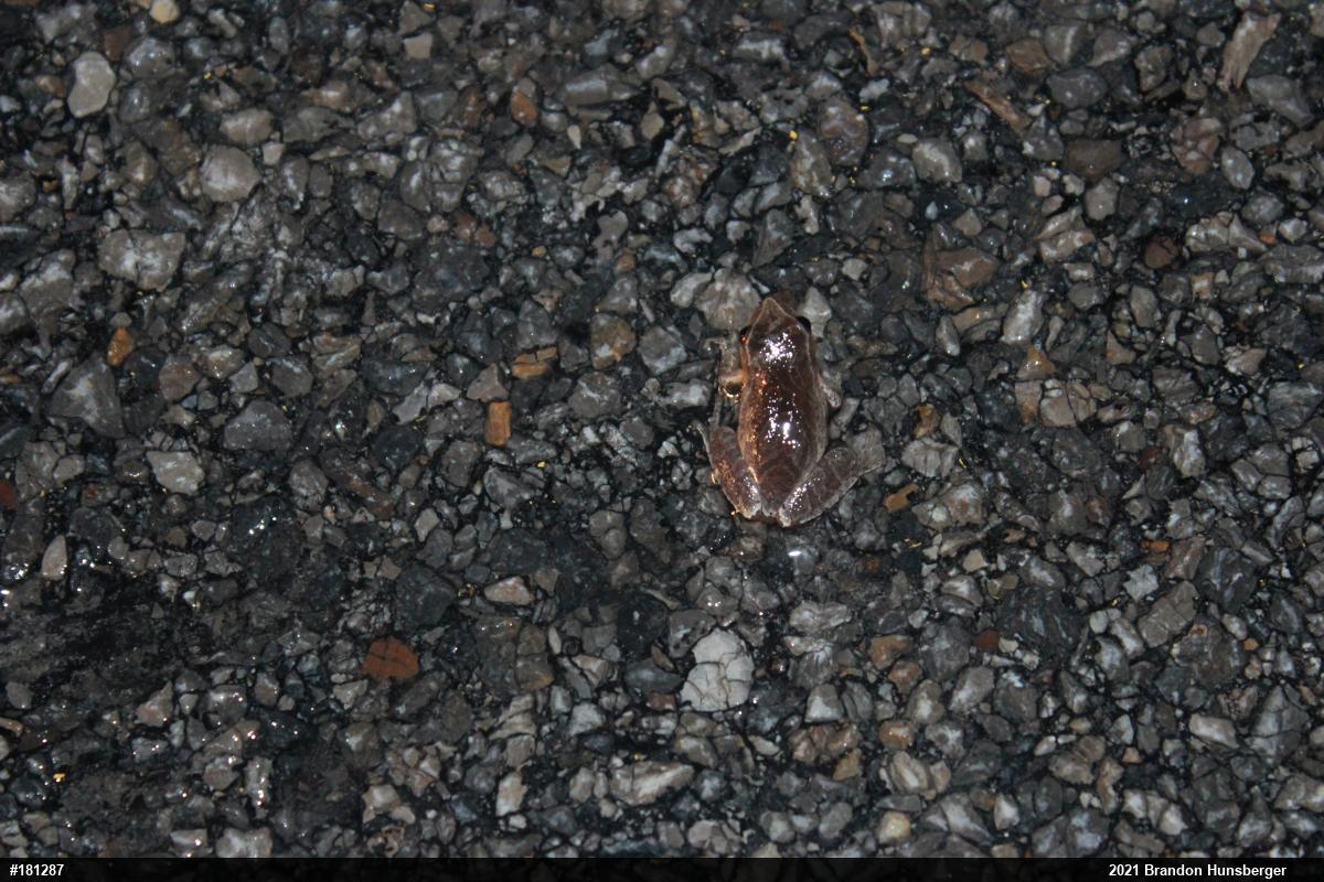 Spring Peeper
