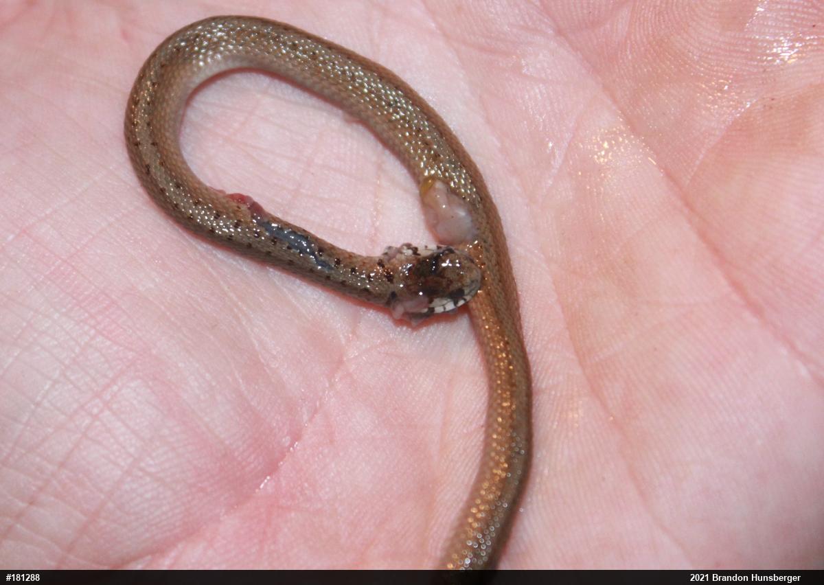 Dekay's Brownsnake