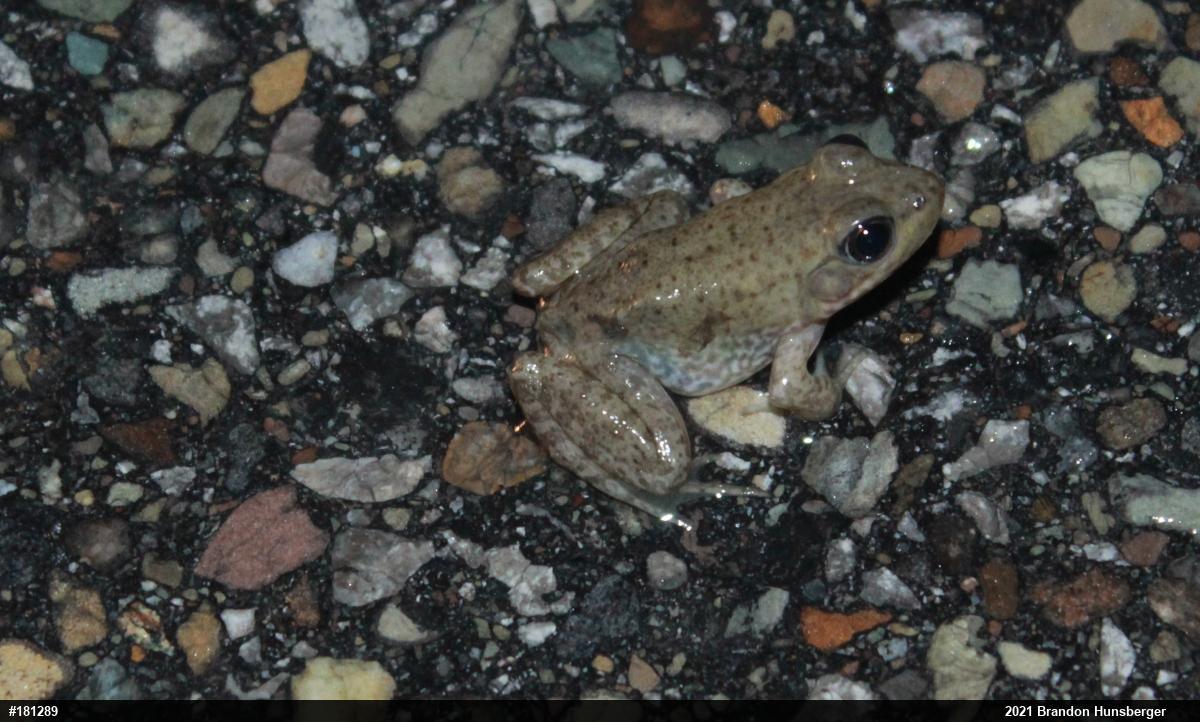 American Bullfrog