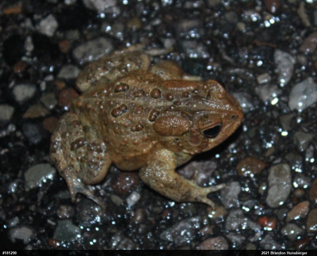 Eastern American Toad