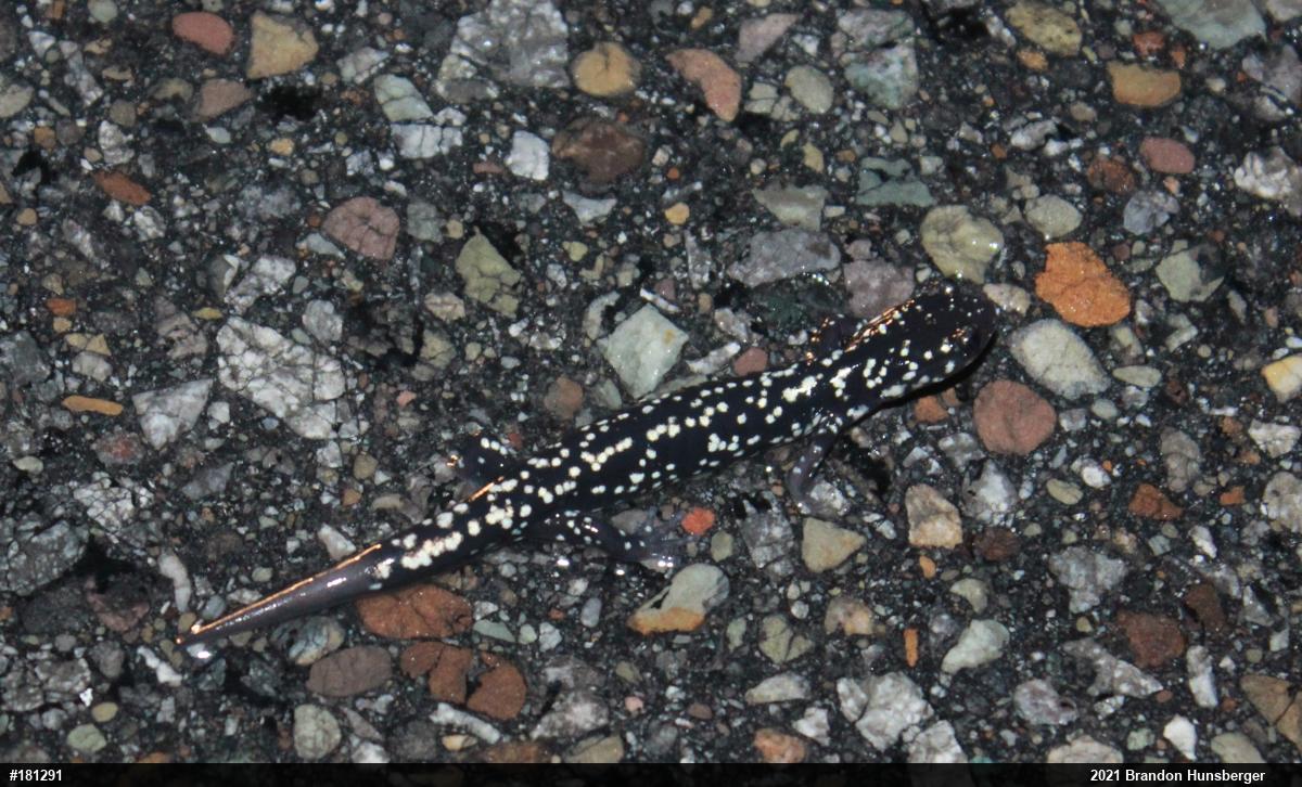 Northern Slimy Salamander