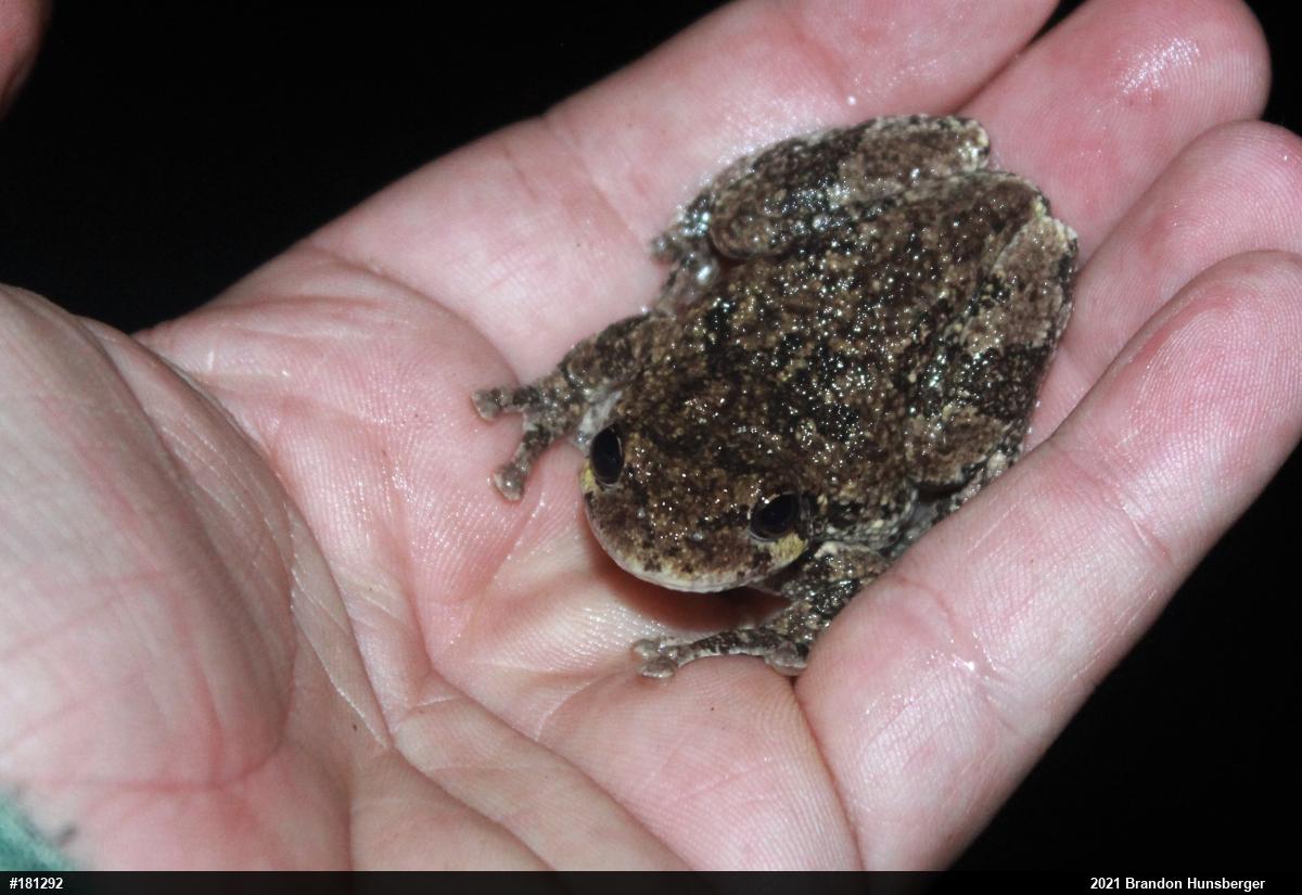 Unknown Gray Treefrog