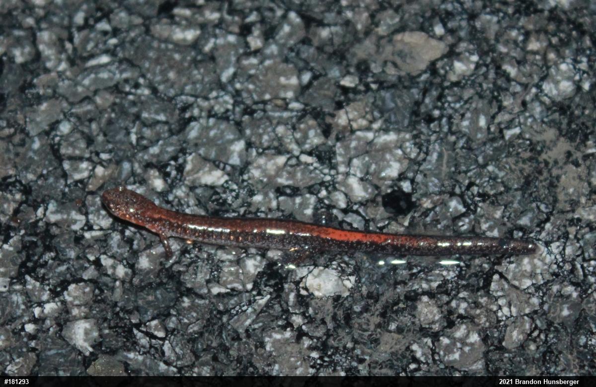 Eastern Red-backed  Salamander