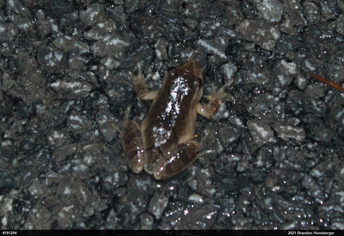 Spring Peeper