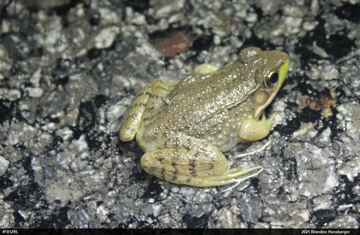 Green Frog