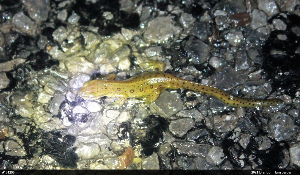 Red-spotted Newt