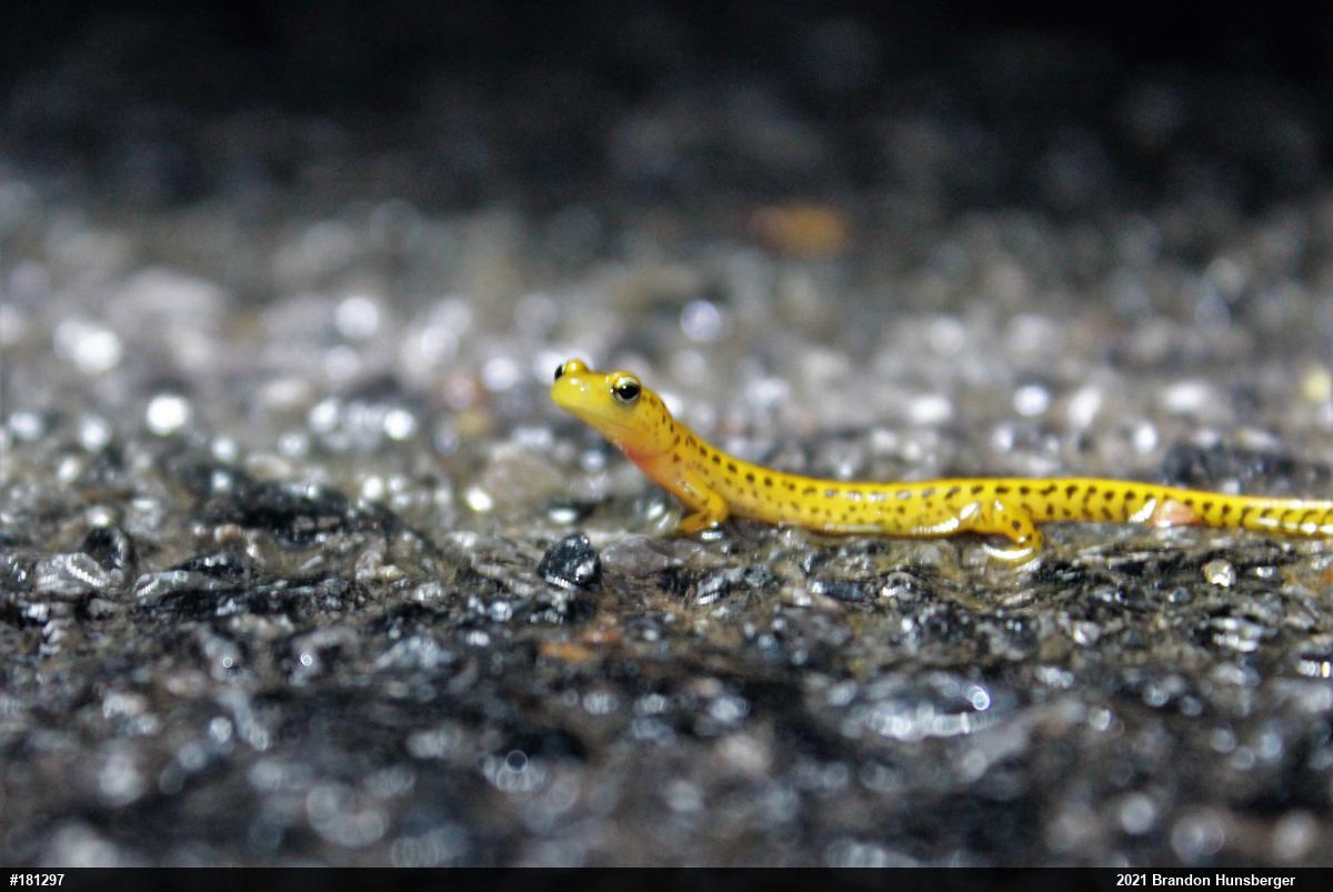 Eastern Long-tailed Salamander