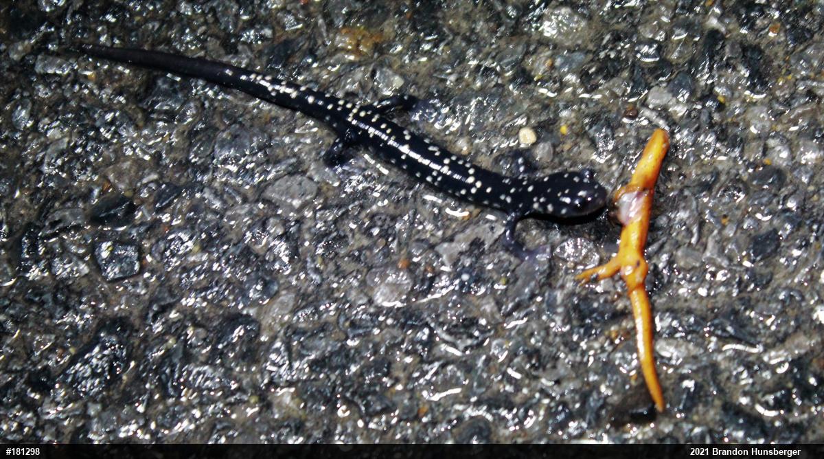 Northern Slimy Salamander
