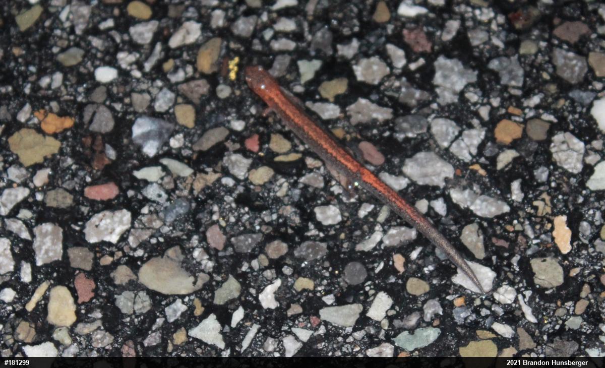 Eastern Red-backed  Salamander