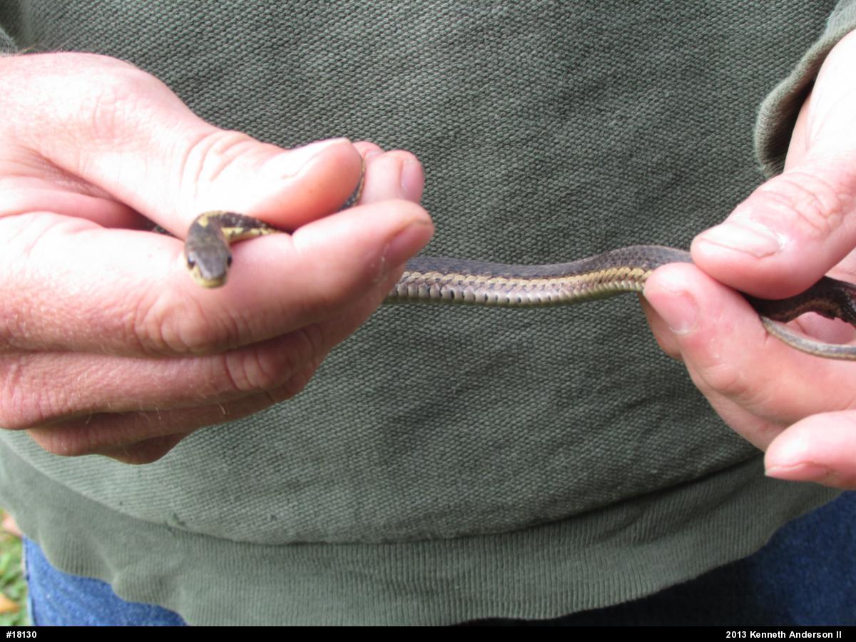 Eastern Gartersnake