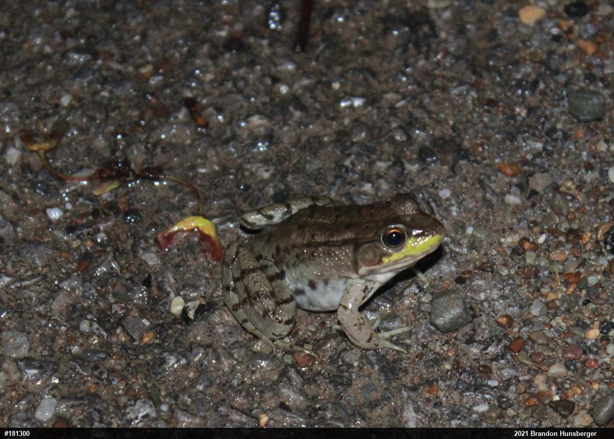 Green Frog