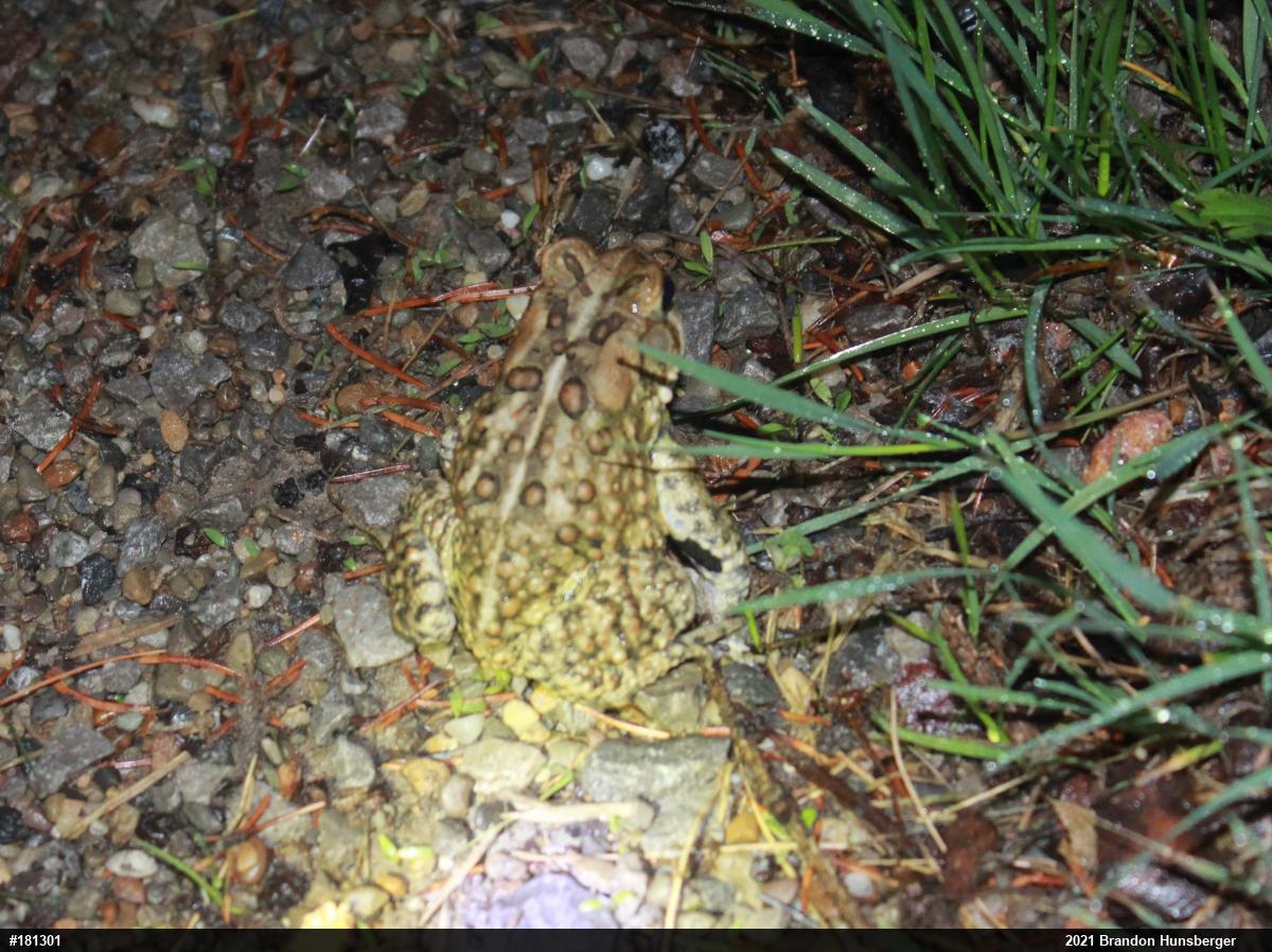 Eastern American Toad