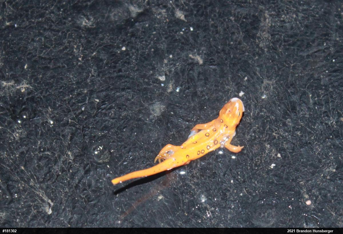 Red-spotted Newt