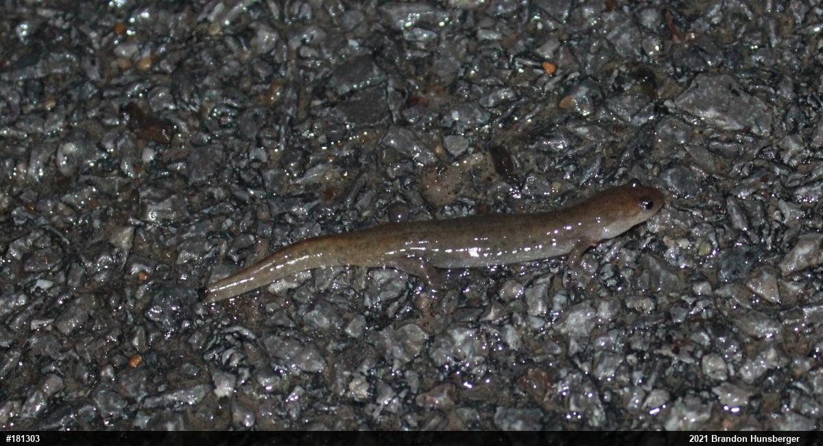 Northern Dusky Salamander