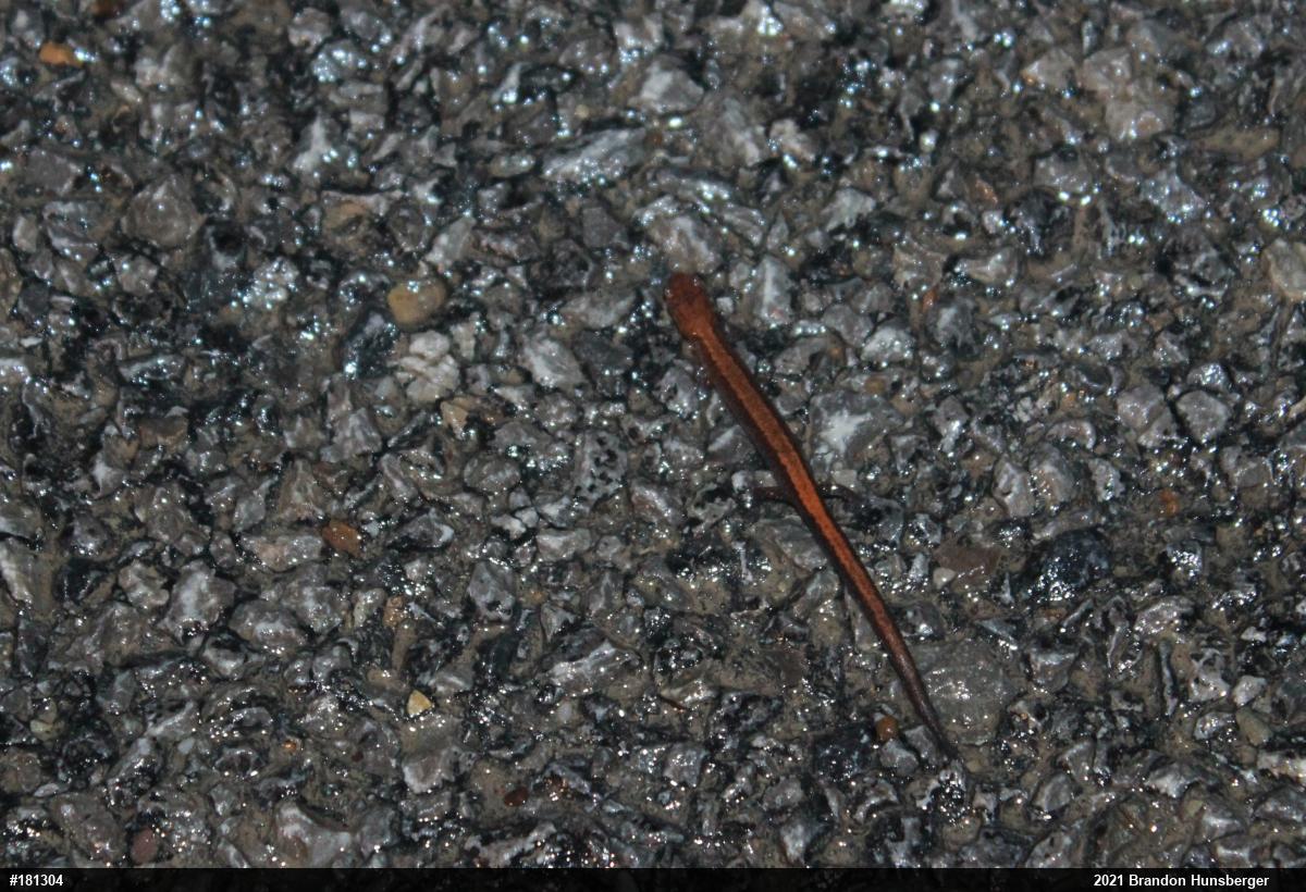 Eastern Red-backed  Salamander