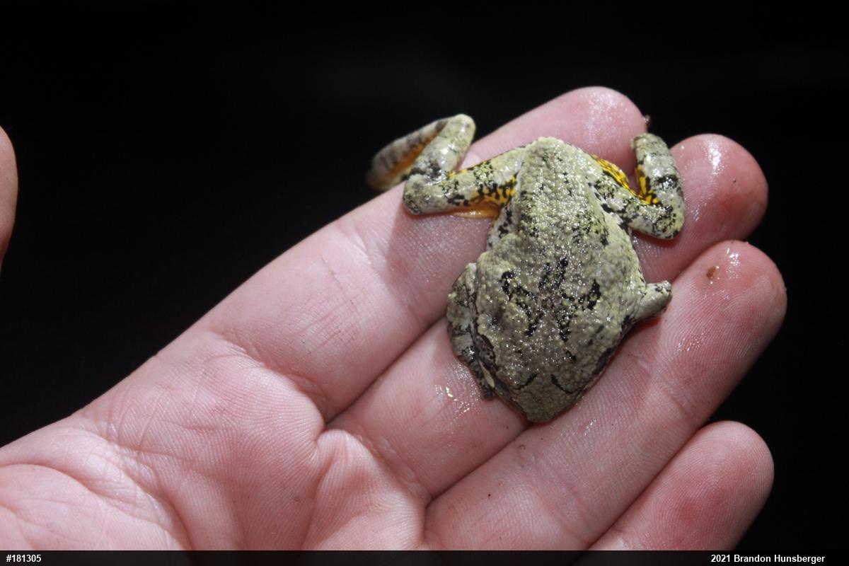 Unknown Gray Treefrog